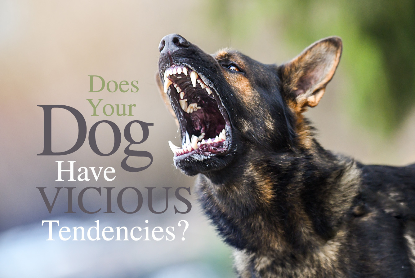 Does Your Dog have Vicious Tendencies